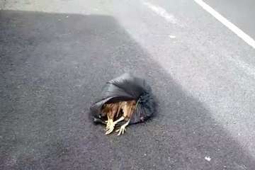  Restos de animales mutilados junto al colegio Príncipe de Asturias de Melenara-Telde (Foto TA)